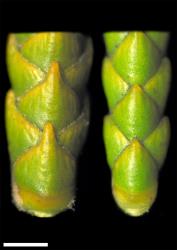Veronica lycopodioides. Close-up of leaves with prominent nodal joints, from cultivated plants originally from Craigieburn Range (left) and Lewis Pass (right), Canterbury. Scale = 1 mm.
 Image: W.M. Malcolm © Te Papa CC-BY-NC 3.0 NZ